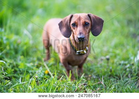 Dog Is Running With A Stick. Dog Breed Standard Smooth-haired Dachshund, Bright Red Color, Female.