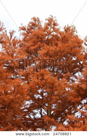 Albero autunno
