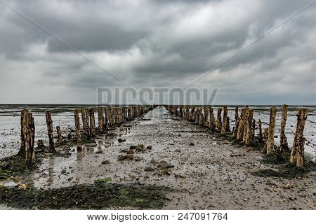 Wooden Breakwater On Danish Wadden Sea