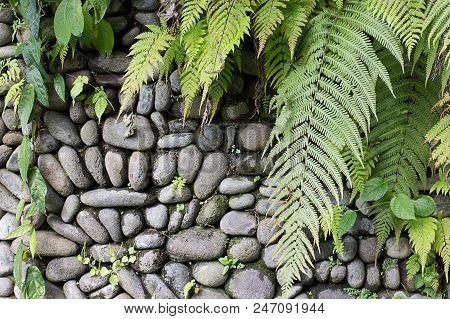 Grey Stone And Green Fern Leaves Background