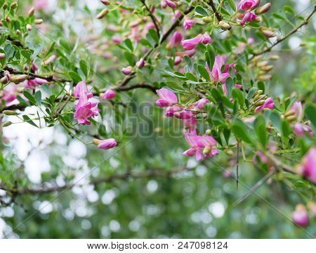 Flowering Of A Decorative Bush Halimodendron Halodendron