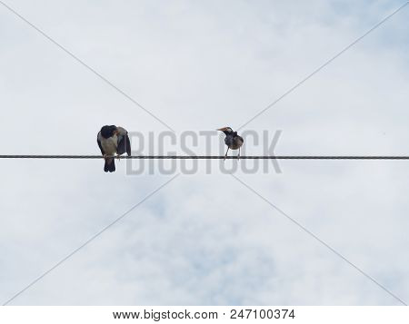 Common Myna Bird Preening Or Cleaning Itself And Standing Or Perching On Wire Rope Or Cable Sling Ov