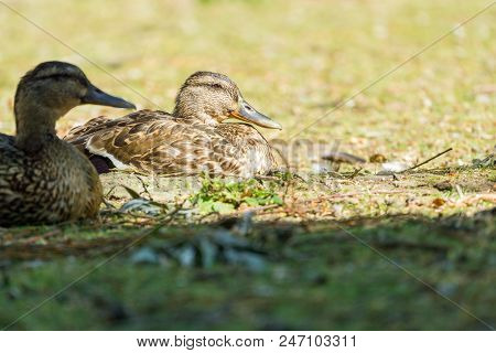 Close-up Of Beautiful Relaxing Mallard Ducks On A Sunny Day.
Side View To Seated Mallard Ducks (anas