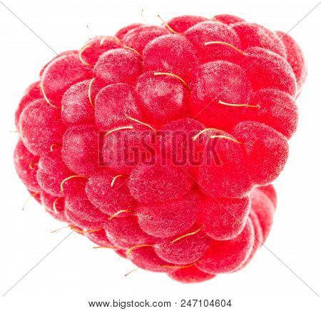 Isolated Berry. One Fresh Raspberry Fruit Isolated On White Background