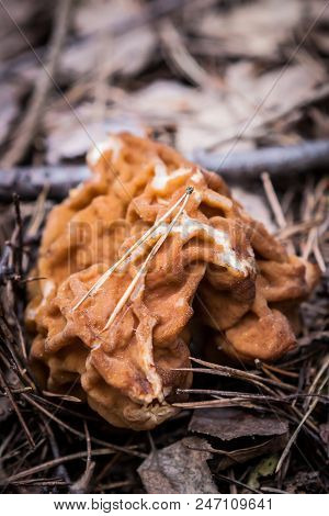 Gyromitra Gigas Grows Not Too Abundant From March To May In Coniferous Forests On The Roots Of Dead 