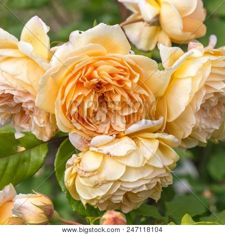 Blooming Yellow English Roses In The Garden On A Sunny Day After Rain. David Austin Rose Golden Cele