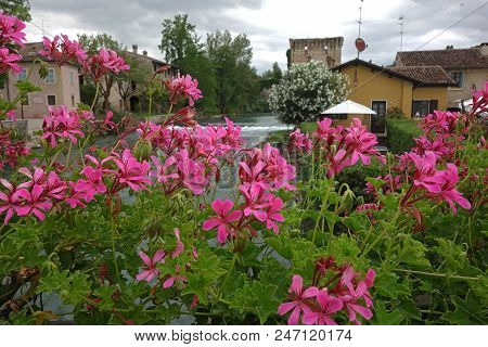 Selective Focus On Geranium Flowers In Borghetto, Italy