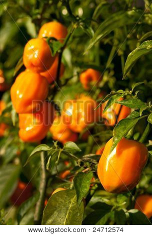 Habanero peppar (Capsicum Chinense) växer på växter