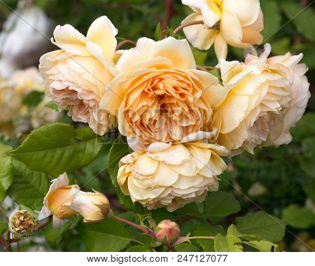 Blooming Yellow English Roses In The Garden On A Sunny Day After Rain. David Austin Rose Golden Cele