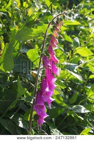 Purple Foxgloves Growing In Sunlit Early Summer Bright Spring Woodland