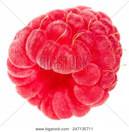 Isolated Berry. One Fresh Raspberry Fruit Isolated On White Background