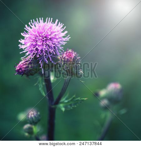 Floral Blue-violet Background. Pink Thorny Thistle Flower.  Wet Blossom Of Pink Flower On A Green Ba