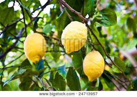 Limon