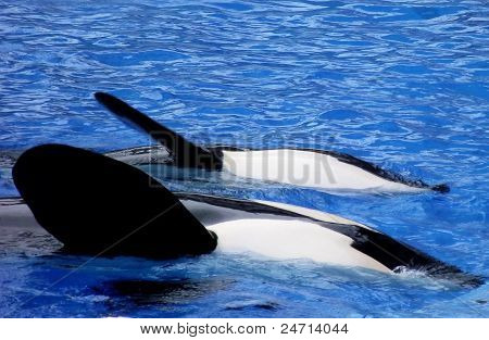 Heiluttaen Shamu