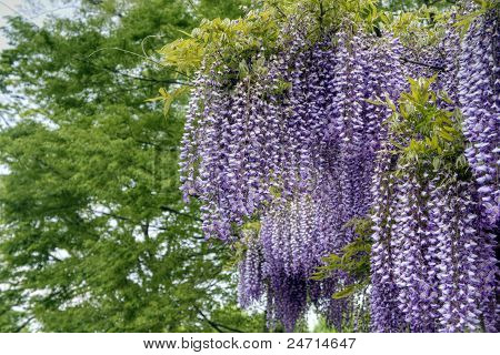 glicine