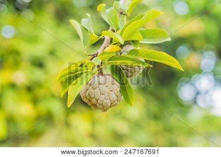 Young Sugar Apple Or Custard Apple Growing On Tree In Plant Of Thailand. Cherimoya.