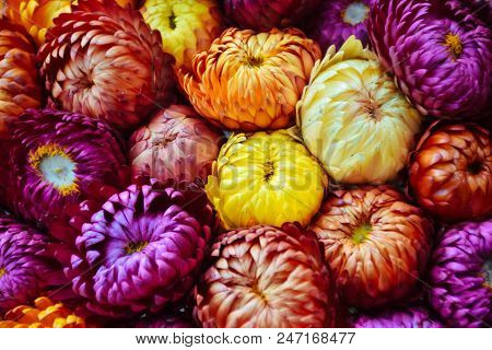 Straw Flower And Colorful Flower - Violet Yellow Orange Red Flower In Winter