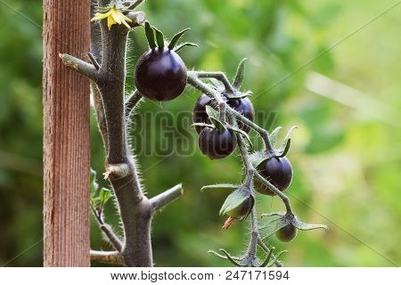 Black Tomatoes On A Branch In The Garden. Indigo Rose Tomato .