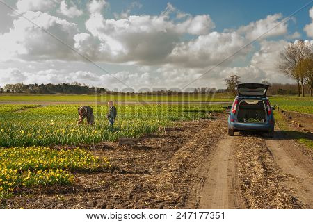 Egmond-binnen, The Netherlands - April 2016: Father And Son Picking Narcisses In A Flowerfield, Near