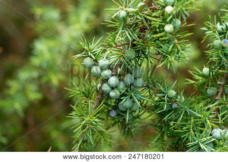 Medicinal plant and evergreen tree - the common juniper - Juniperus communis