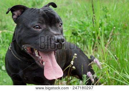 Staffordshire Bull Terrier Puppy Is Standing With Lolling Tongue. Pet Animals.