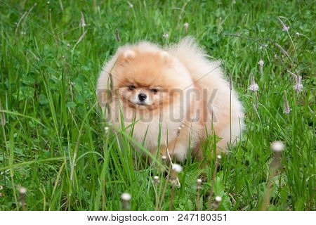 Cute Pomeranian Spitz Puppy Is Looking At The Camera. Deutscher Spitz Or Zwergspitz. Pet Animals.
