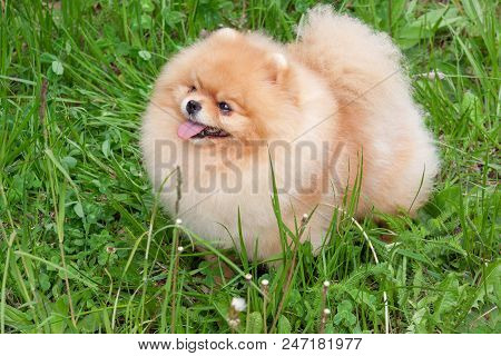 Cute Pomeranian Spitz Puppy Is Standing On A Green Meadow. Deutscher Spitz Or Zwergspitz. Pet Animal