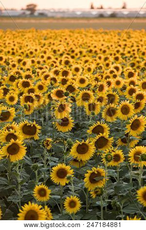 Sunflowers Field Near Arles  In Provence, France