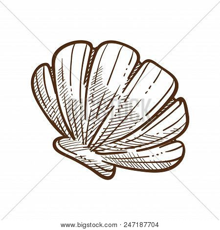 Scallop Shell Monochrome Sketch Outline. Marine Object With Hard Protective Outer Case Of A Mollusk.