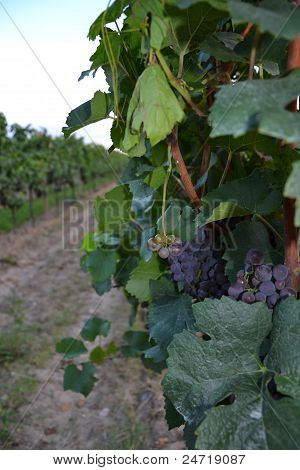 Vingård i skumringen