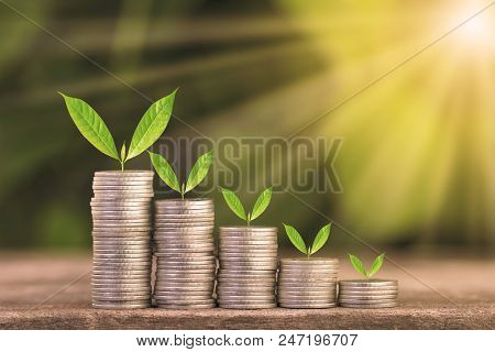 Tree Growing On Coins Stack With Sun Ray For Saving Money Concept