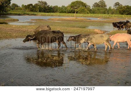 Buffalo In Thailand,life' Machine Of Farmer. Original Agriculture Use Buffalo Plow The Field.photo S