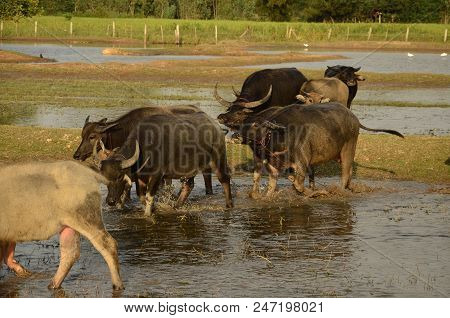 Buffalo In Thailand,life' Machine Of Farmer. Original Agriculture Use Buffalo Plow The Field.photo S