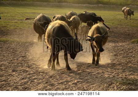 Buffalo In Thailand,life' Machine Of Farmer. Original Agriculture Use Buffalo Plow The Field.photo S