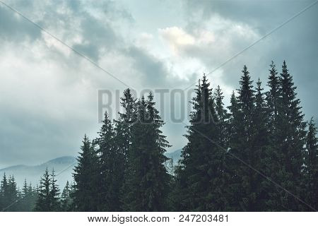 Magic Misty Forest In The Morning. Summer Landscape In The Mountains. Early Morning. Carpathian Moun