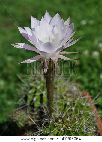 Colorful And Crisp Image Of Queen Of The Night With Flower