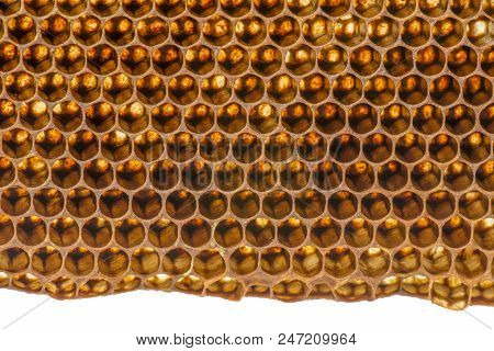 Beecomb Texture Close Up - The Detail - Honey Comb