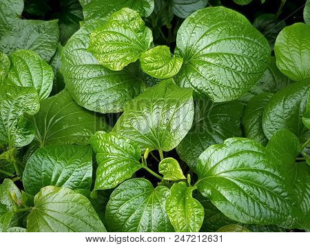 Full Frame Background Of Green Wild Betel Leafbush
