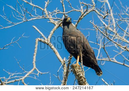 Beautiful Gaviao Preto Or Great Black Hawk (urubitinga Urubitinga) In The Brazilian Wetland.
