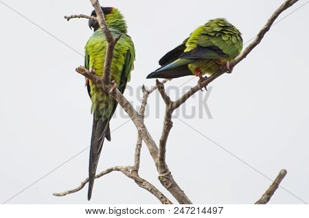 Beautiful Birds Prince-black Parakeets Or Nanday Parakeet (arati