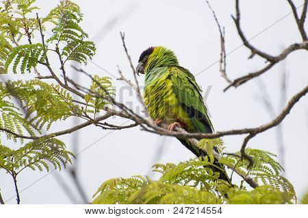 Beautiful Birds Prince-black Parakeets Or Nanday Parakeet (aratinga Nenday) In A Tree In The Brazili