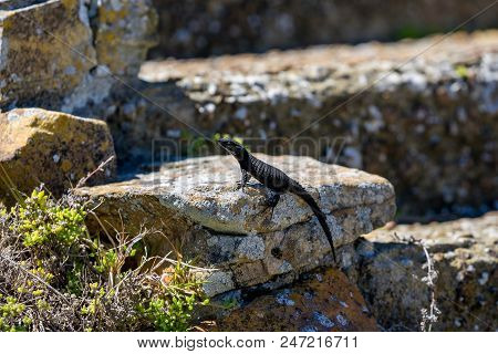 Black Lizard Waiting On A Rock For Food Passing By