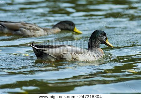 Two Male Ducks On The River