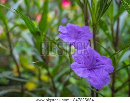 The Purple Flower In The Garden, Waterkanon