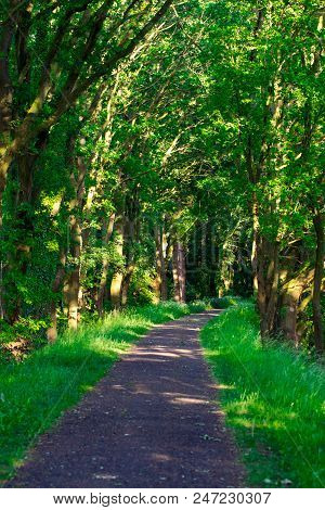 Walkway Lane Path With Green Trees In Forest. Beautiful Alley, Road In Park. Way Through Summer Fore