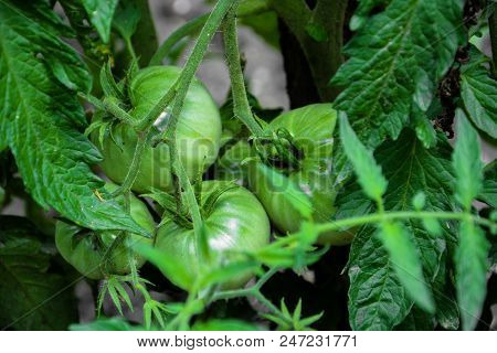 Green Tomatoes. Agriculture Concept. Closeup Group Of Green Tomatoes Growing In Greenhouse. Green To
