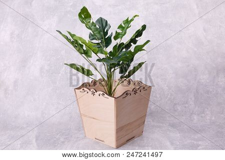Green House Plant Is Growing In A Rectangular Wooden Flowerpot, Standing On The Grey Background.