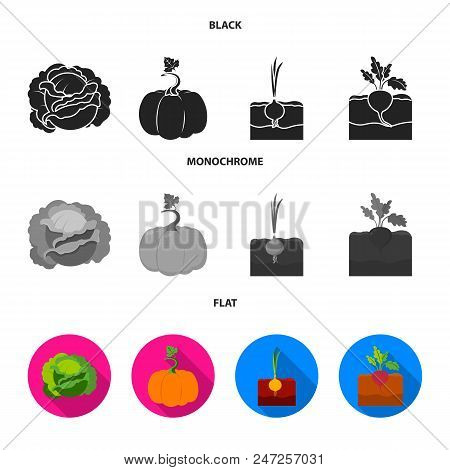 Cabbage, Pumpkin, Onion, Buriak.plant Set Collection Icons In Black, Flat, Monochrome Style Vector S