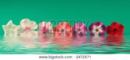 Phloxes เพลินบนพื้นหลังสีเขียว