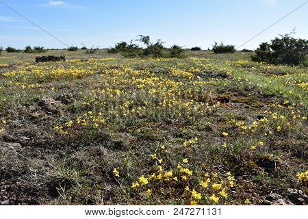 Low Angle View With Blossom Yellow Flowers At The Great Plain Alvar Landscape On The Swedish Island 
